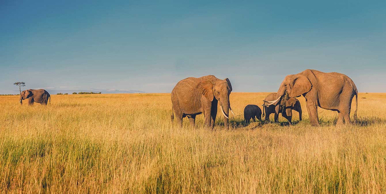 Best time to visit Serengeti on Serengeti safari tour